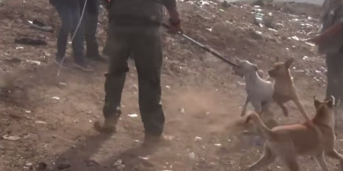 Aseguran jauría tras fatal ataque en Prados de Santa Anita