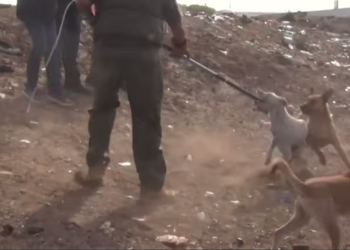 Aseguran jauría tras fatal ataque en Prados de Santa Anita