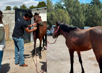 DABA entrega animales rescatados tras incendio en la colonia San Antonio