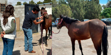 DABA entrega animales rescatados tras incendio en la colonia San Antonio