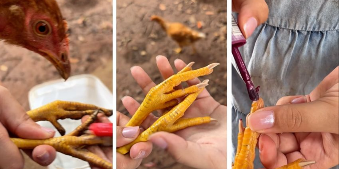Niña se vuelve viral por hacerle manicure a una gallina y conquistar las redes