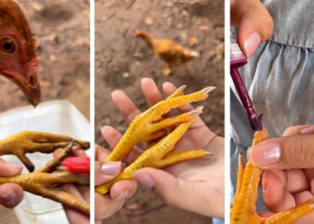 Niña se vuelve viral por hacerle manicure a una gallina y conquistar las redes