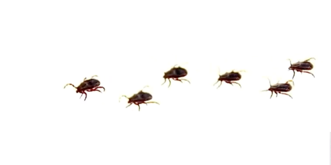 Alerta en la frontera: rickettsiosis deja siete mu.rtes y decenas de casos en Ciudad Juárez