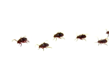 Alerta en la frontera: rickettsiosis deja siete mu.rtes y decenas de casos en Ciudad Juárez