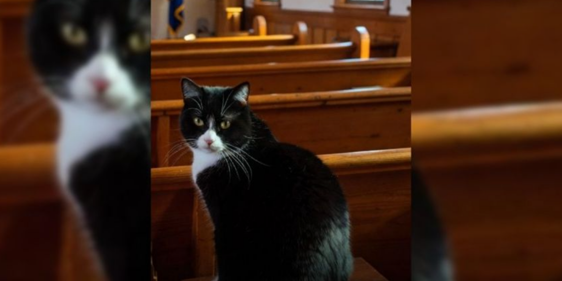 Gato “religioso” sorprende al asistir cada domingo a misa en Estados Unidos