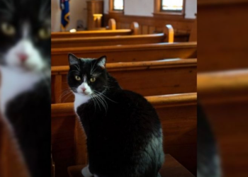 Gato “religioso” sorprende al asistir cada domingo a misa en Estados Unidos