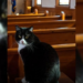 Gato “religioso” sorprende al asistir cada domingo a misa en Estados Unidos