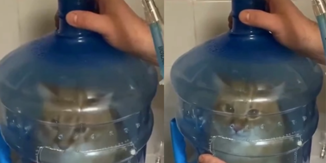 Gatito con asma se vuelve viral por peculiar nebulización casera