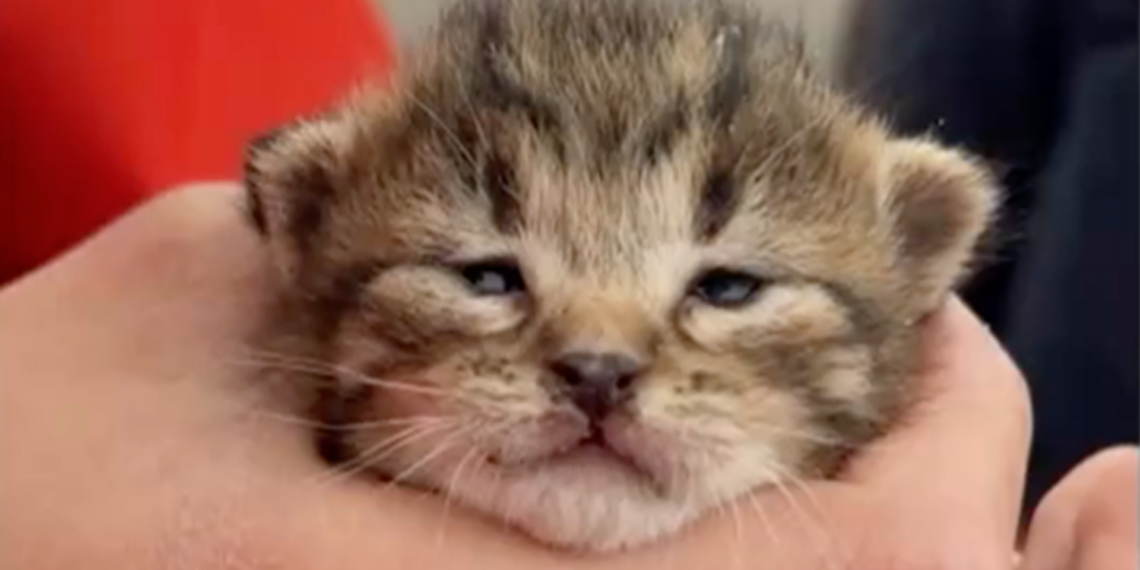 Rescatan a siete gatitos atrapados en alcantarilla tras lluvias en El Paso, Texas