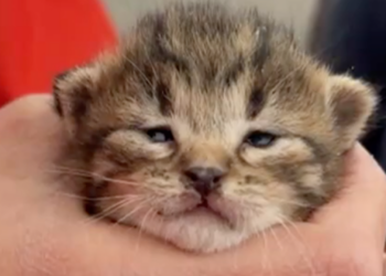 Rescatan a siete gatitos atrapados en alcantarilla tras lluvias en El Paso, Texas