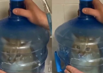 Gatito con asma se vuelve viral por peculiar nebulización casera