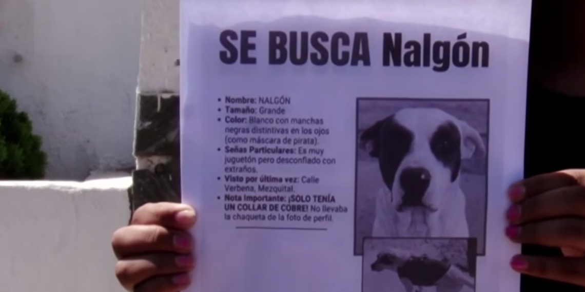 Buscan desesperadamente a “Nalgón”, perro rescatado que desapareció en Ciudad Juárez