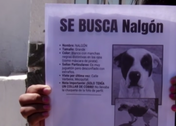Buscan desesperadamente a “Nalgón”, perro rescatado que desapareció en Ciudad Juárez