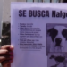 Buscan desesperadamente a “Nalgón”, perro rescatado que desapareció en Ciudad Juárez