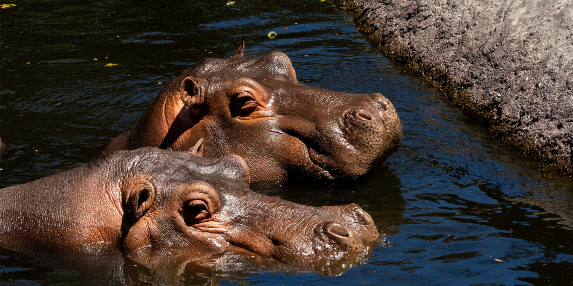 Colombia aprueba sacrif.cio de hipopótamos invasores para proteger sus ecosistemas