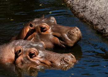 Colombia aprueba sacrif.cio de hipopótamos invasores para proteger sus ecosistemas