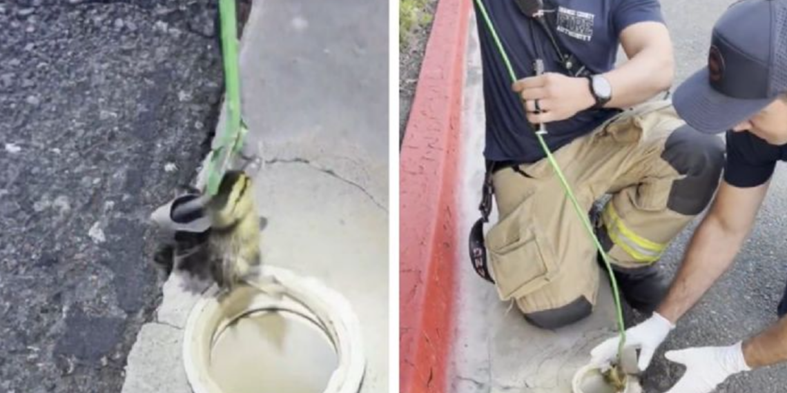 Rescatan a patitos atrapados en alcantarilla; ingenio de bomberos se vuelve viral