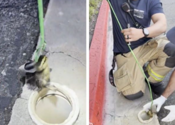Rescatan a patitos atrapados en alcantarilla; ingenio de bomberos se vuelve viral