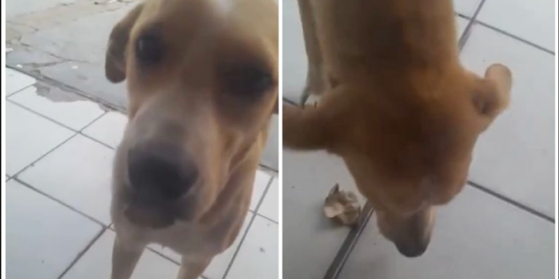 Perrita callejera se vuelve viral al “comprar” comida con una hoja