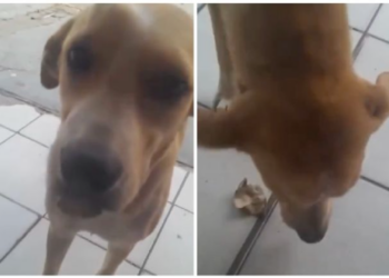 Perrita callejera se vuelve viral al “comprar” comida con una hoja