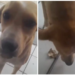 Perrita callejera se vuelve viral al “comprar” comida con una hoja