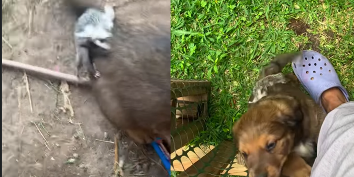 Tlacuache bebé enternece en redes al “adoptar” a un perrito como su mamá