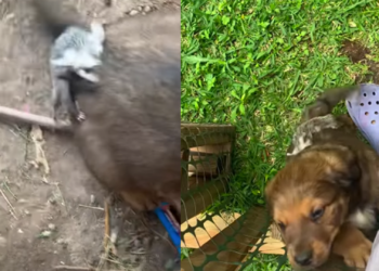 Tlacuache bebé enternece en redes al “adoptar” a un perrito como su mamá
