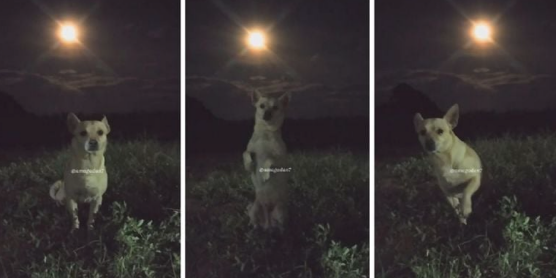 Perrito se vuelve viral por posar con la luna en sesión improvisada