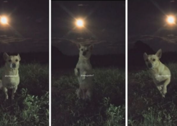 Perrito se vuelve viral por posar con la luna en sesión improvisada
