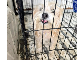 Rescatan a 10 perros en condiciones críticas de maltrato en Ciudad Juárez