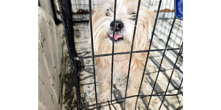 Rescatan a 10 perros en condiciones críticas de maltrato en Ciudad Juárez