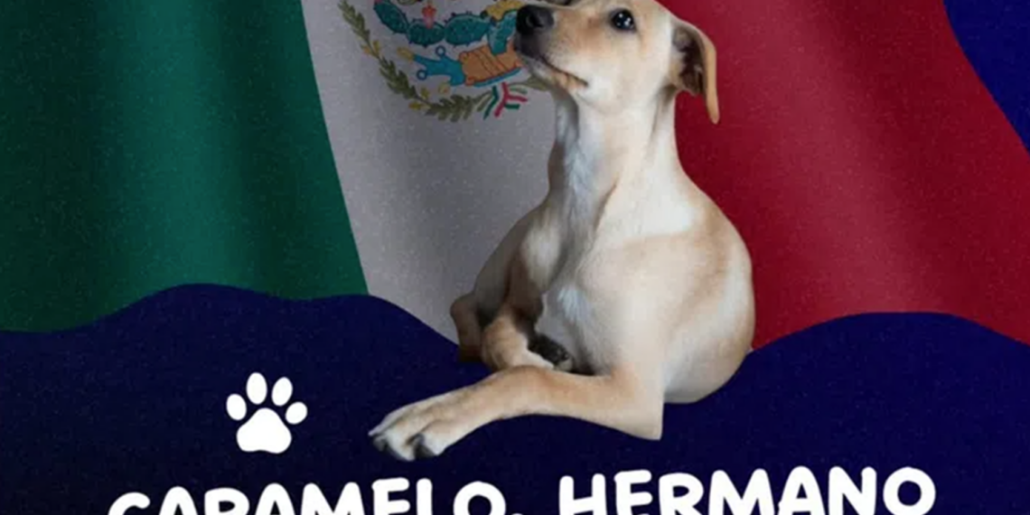 El “perro caramelo” ya es considerado una raza mexicana y desata debate