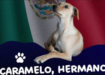 El “perro caramelo” ya es considerado una raza mexicana y desata debate