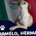 El “perro caramelo” ya es considerado una raza mexicana y desata debate