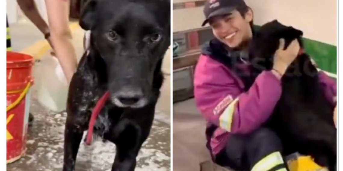 Emotiva despedida de "El Negro": el perrito de una gasolinera que conquistó las redes