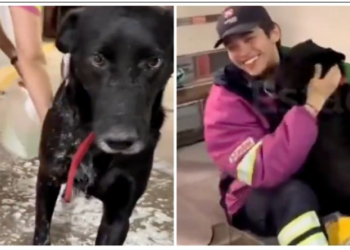 Emotiva despedida de "El Negro": el perrito de una gasolinera que conquistó las redes