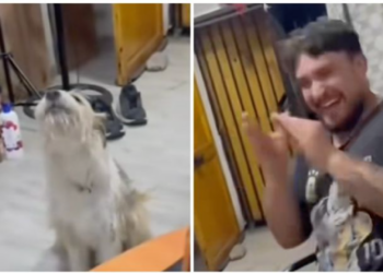 Perrito “canta” con su dueño y conquista TikTok con su ternura