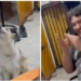 Perrito “canta” con su dueño y conquista TikTok con su ternura