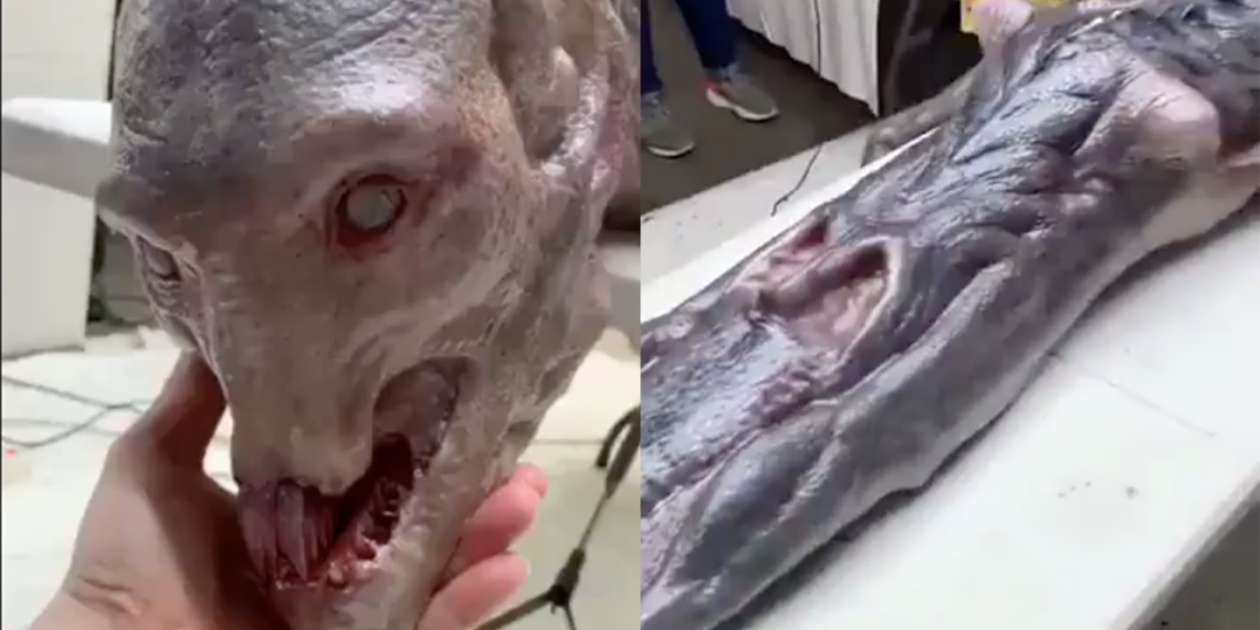 Extraña criatura humanoide causa impacto en redes sociales; revelan su verdadero origen