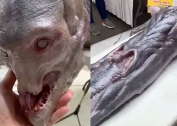 Extraña criatura humanoide causa impacto en redes sociales; revelan su verdadero origen