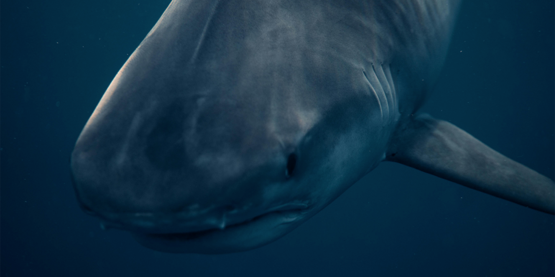 Joven rescata a tiburón blanco atrapado en California; acción queda grabada en video