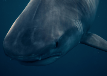 Joven rescata a tiburón blanco atrapado en California; acción queda grabada en video