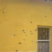 Ata.ques arma.dos contra viviendas en Gran Morelos dejan 78 dis.paros; investigan posible vínculo con exalcalde