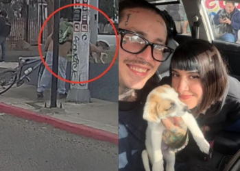 Rescatan a cachorrita abandonada en Tijuana; su historia conmueve en redes sociales