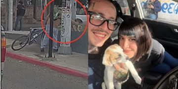 Rescatan a cachorrita abandonada en Tijuana; su historia conmueve en redes sociales