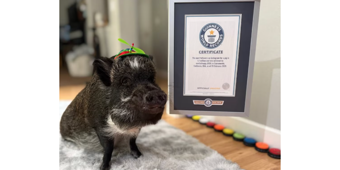Merlin, el cerdo viral que unió a una pareja y conquistó millones en redes sociales
