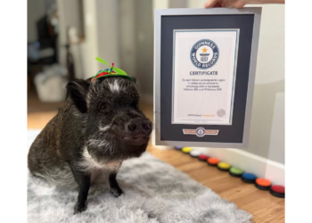Merlin, el cerdo viral que unió a una pareja y conquistó millones en redes sociales