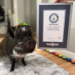 Merlin, el cerdo viral que unió a una pareja y conquistó millones en redes sociales