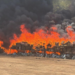 Incineran 12 toneladas de mari.huana asegurada en Baja California