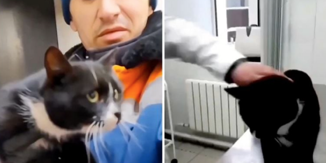 Rescatan a gato abandonado entre basura y trabajador termina adoptándolo